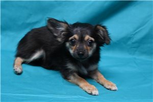 Alyssa - Chihuahua for sale