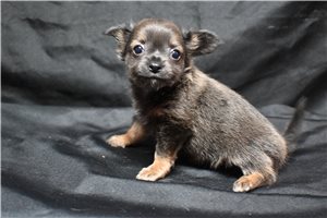 Fortuna - Chihuahua for sale