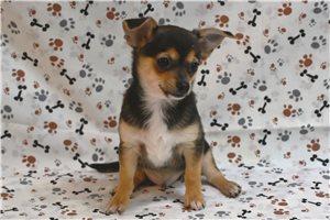 Alexandro - Chihuahua for sale