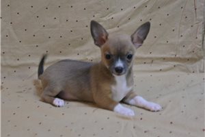 Grayson - Chihuahua for sale