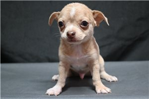 Mars - Chihuahua for sale