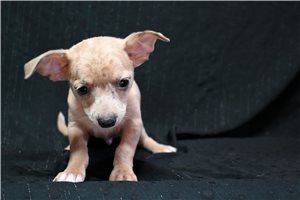 Sebastian - Chihuahua for sale