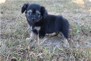 Alyssa - Chihuahua for sale