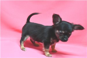 Franklin - Chihuahua for sale