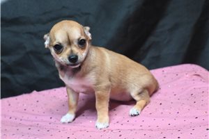 Mabel - Chihuahua for sale