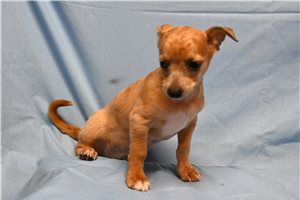 Sebastian - Chihuahua for sale