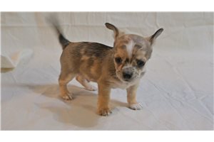 Othello - Chihuahua for sale