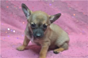 Rumi - puppy for sale