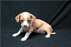 Scout - Chihuahua for sale
