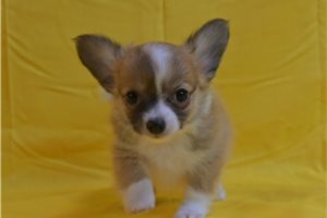 Lenny | Puppies For Sale at Pawrade