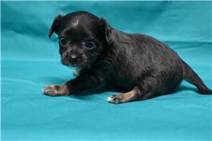 Kendra - Chihuahua for sale