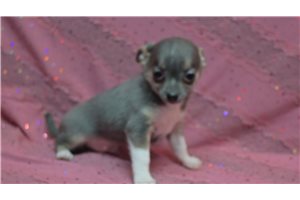 Ranger - puppy for sale