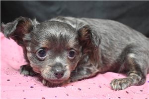 Grace - Chihuahua for sale