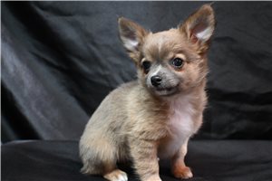 Liz - Chihuahua for sale