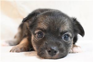 Amari - Chihuahua for sale