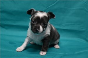 Kennedy - puppy for sale