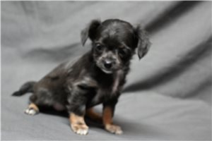 Kendra - Chihuahua for sale