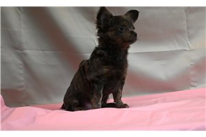 Grace - Chihuahua for sale