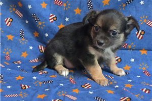 Amari - Chihuahua for sale