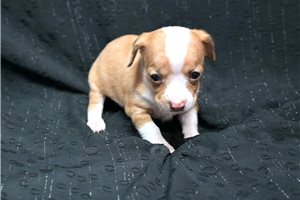 Scout - puppy for sale
