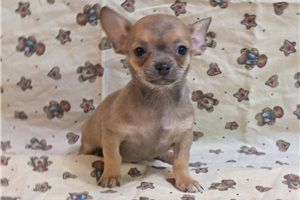 Owen - Chihuahua for sale