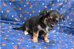Amari - Chihuahua for sale