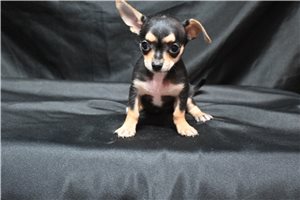 Montana - Chihuahua for sale