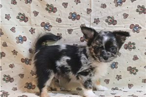 Oswald - Chihuahua for sale