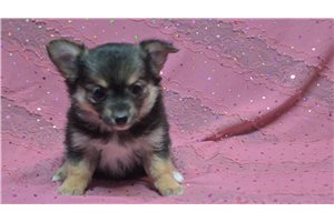 Ruby - Chihuahua for sale