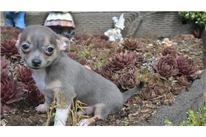 Ranger - Chihuahua for sale