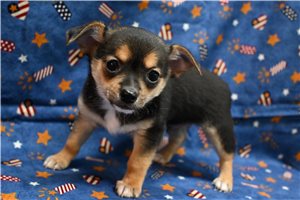 Alexandro - Chihuahua for sale