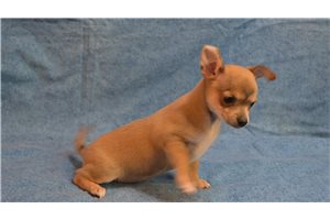 Genesis - Chihuahua for sale