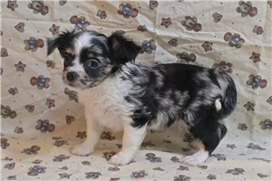 Oreo - Chihuahua for sale