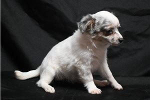 Opal - Chihuahua for sale