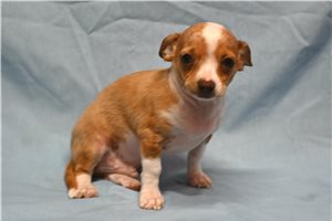 Scout - Chihuahua for sale