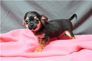 Franklin - Chihuahua for sale