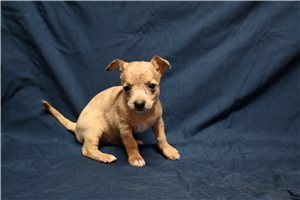 Sebastian - Chihuahua for sale