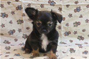 Ellie - Chihuahua for sale