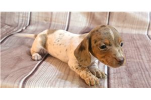 Quinton - Dachshund, Mini for sale