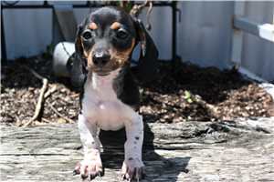 Kamila - Dachshund, Mini for sale