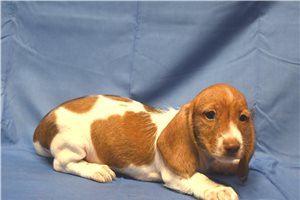 Cody - Dachshund, Mini for sale