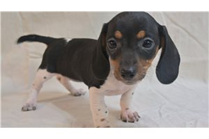 Kamila - Dachshund, Mini for sale