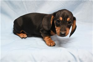 Gourley - Dachshund, Mini for sale
