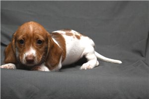 Cody - Dachshund, Mini for sale