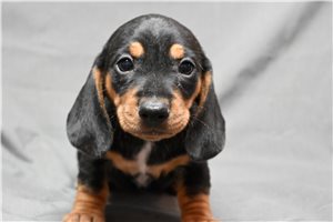 Gourley - Dachshund, Mini for sale