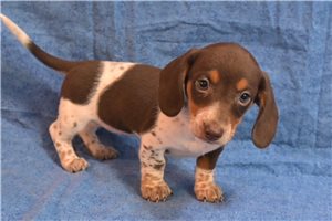 Kali - Dachshund, Mini for sale
