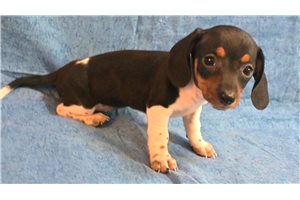 Kamila - Dachshund, Mini for sale