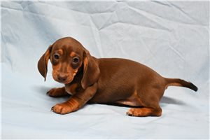 Amanda - Dachshund, Mini for sale
