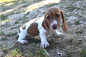 Cody - Dachshund, Mini for sale