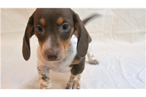 Kali - Dachshund, Mini for sale
